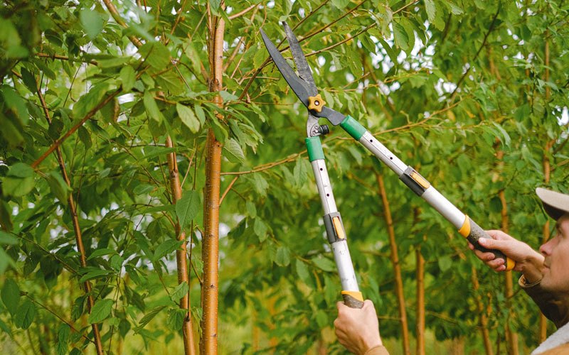 Tree trimming in Bingen, WA